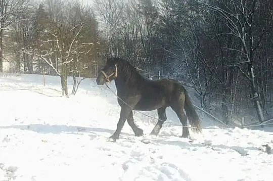 Ogier