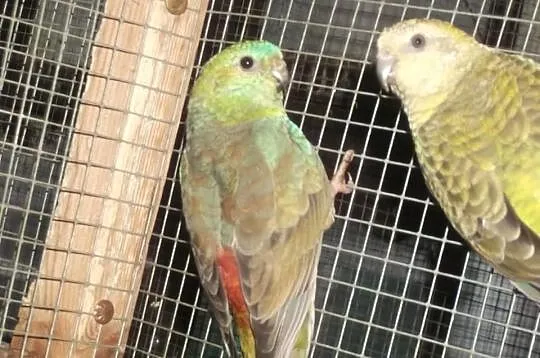 Świergotki Orange - samica opal szczepiona,samiec standart orange