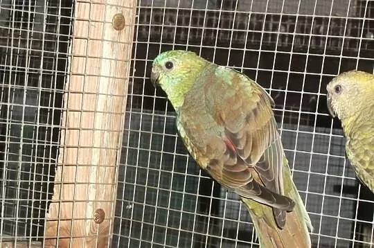 Świergotki Orange - samica opal szczepiona,samiec 