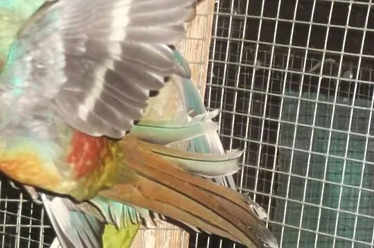 Świergotki Orange - samica opal szczepiona,samiec 