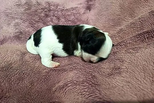 Suczka Shih-tzu