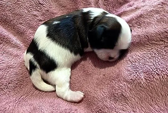 Suczka Shih-tzu, Małopolskie, Gorlice
