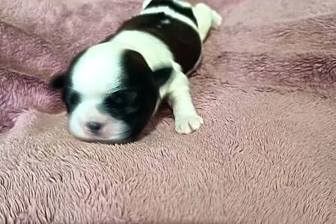 Suczka Shih-tzu, Małopolskie, Gorlice