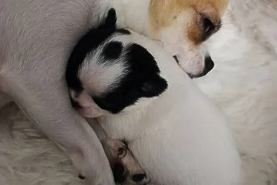 Chihuahua miniaturka zdjęcia