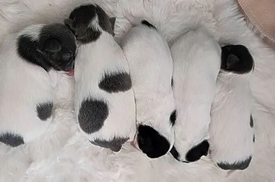 Chihuahua miniaturka zdjęcia, Lubelskie, Jacnia