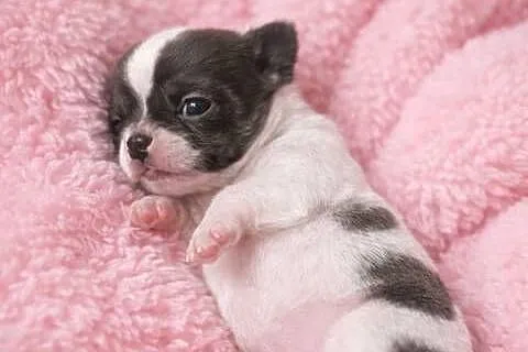 Chihuahua miniaturka zdjęcia, Lubelskie, Jacnia