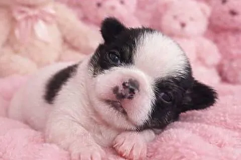 Chihuahua miniaturka zdjęcia, Lubelskie, Jacnia