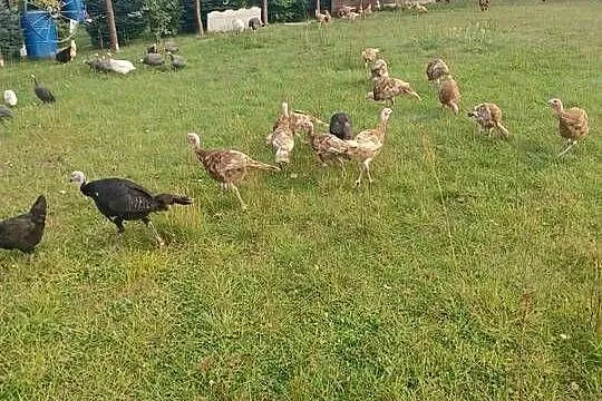 Sprzedam indyki, Wielkopolskie, Pęckowo
