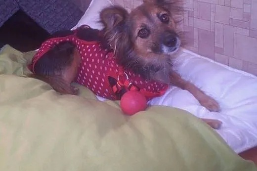 Mała Milka --odczaruj zły los delikatnej suni,  pomorskie Gdańsk