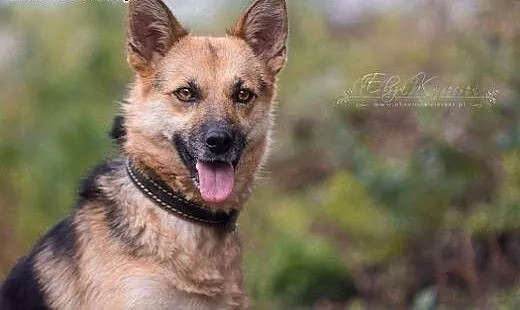 ESKA - 15 kg cudowna, MŁODA suczka - MINI OWCZAREK