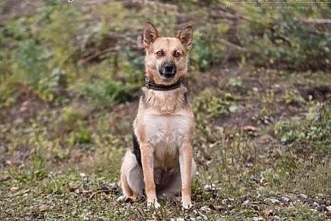 ESKA - 15 kg cudowna, MŁODA suczka - MINI OWCZAREK
