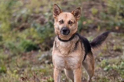 ESKA - 15 kg cudowna, MŁODA suczka - MINI OWCZAREK