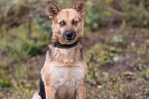 ESKA - 15 kg cudowna, MŁODA suczka - MINI OWCZAREK
