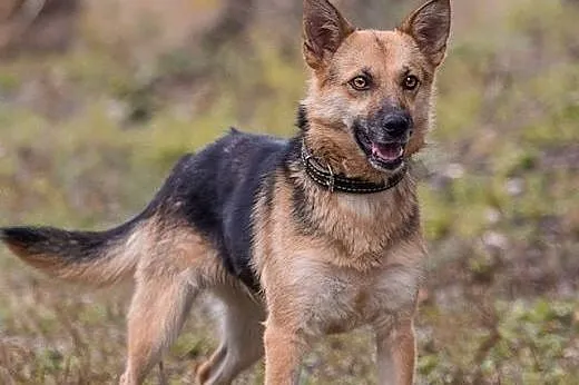 ESKA - 15 kg cudowna, MŁODA suczka - MINI OWCZAREK