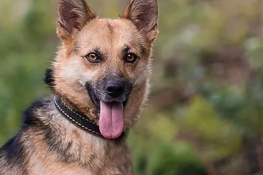 ESKA - 15 kg cudowna, MŁODA suczka - MINI OWCZAREK