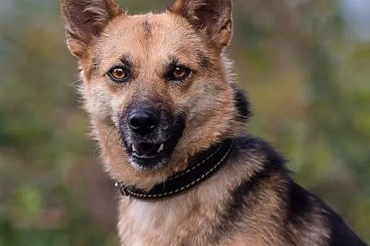 ESKA - 15 kg cudowna, MŁODA suczka - MINI OWCZAREK