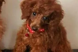Pudel Toy Malutki pudelek ciemny red