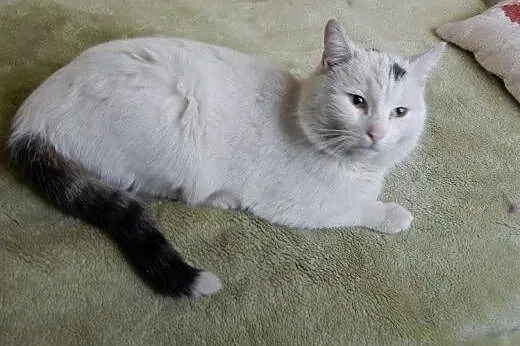 Biały Patryk do adopcji!,  łódzkie Łódź