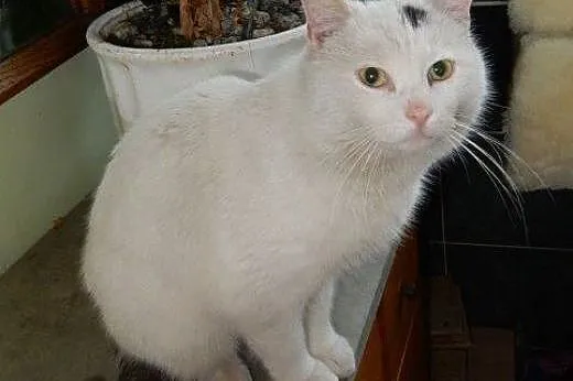 Biały Patryk do adopcji!,  łódzkie Łódź