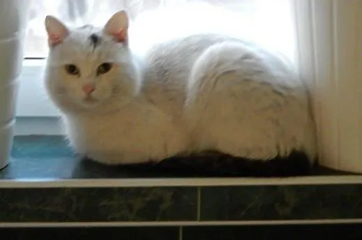 Biały Patryk do adopcji!,  łódzkie Łódź