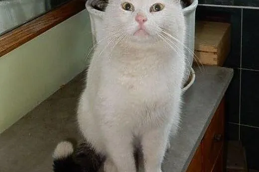 Biały Patryk do adopcji!,  łódzkie Łódź