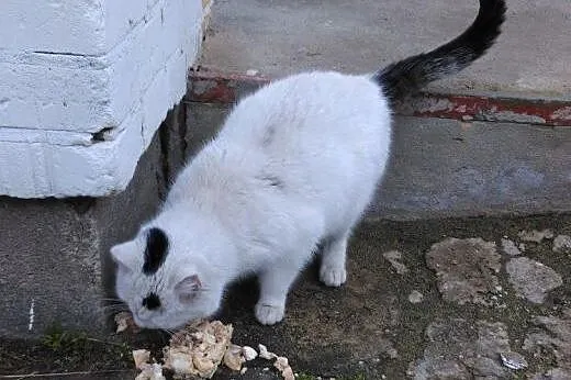 Biały Patryk do adopcji!,  łódzkie Łódź
