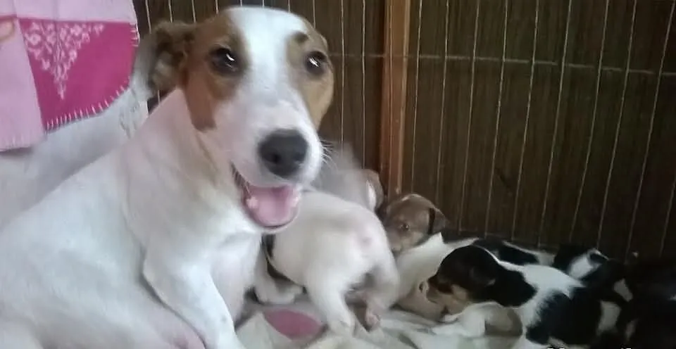 Jack Russel Terrier