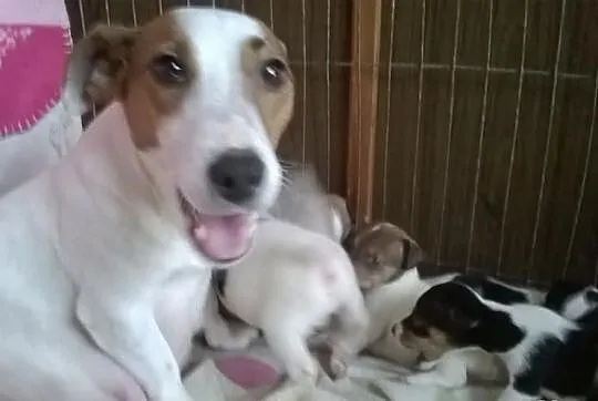 Jack Russel Terrier