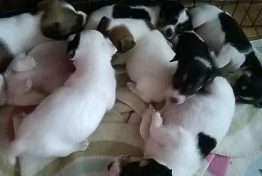 Jack Russel Terrier
