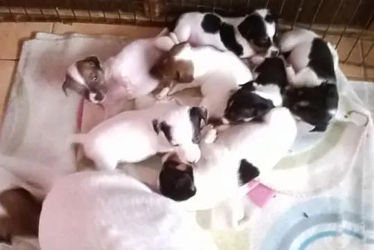 Jack Russel Terrier