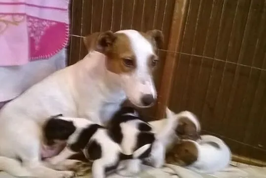Jack Russel Terrier