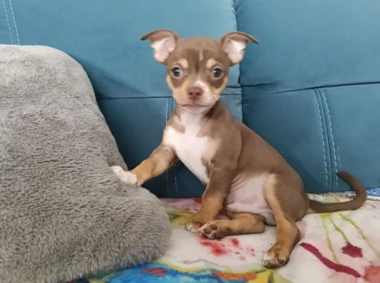 Piesek rasy Chihuahua urodzony 7 lutego br hodowla Łapka na szczęście