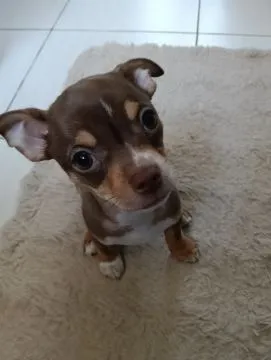 Piesek rasy Chihuahua urodzony 7 lutego br hodowla Łapka na szczęście, , Lublin 