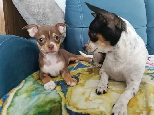 Piesek rasy Chihuahua urodzony 7 lutego br hodowla Łapka na szczęście, , Lublin 