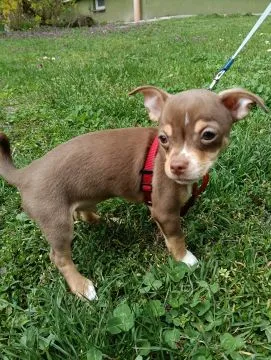 Piesek rasy Chihuahua urodzony 7 lutego br hodowla Łapka na szczęście, , Lublin 