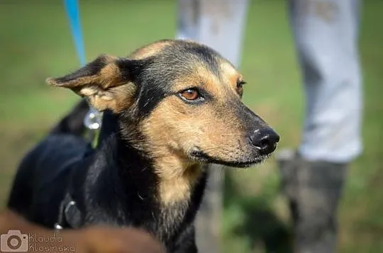 Uległa, młodziutka Bryza, fantastyczna suczka szuk