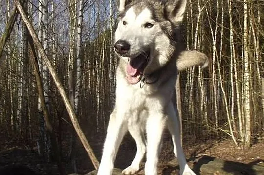 Teoś alaskan mix husky aktywny, piękny pies ADOPCJ, Kraków