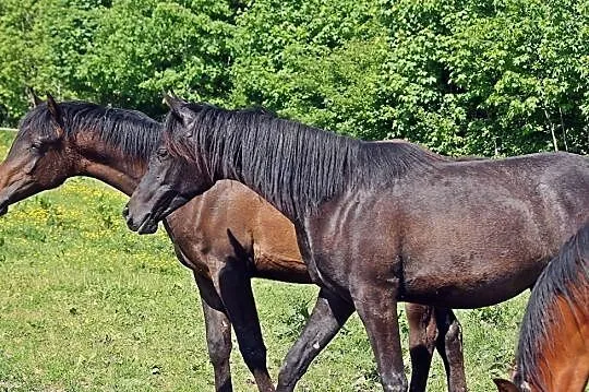 Ogierek roczny arab skarogniady, Dynów