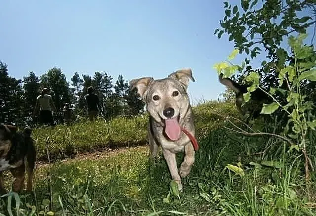 Fantastyczna Fiori poleca się do adopcji