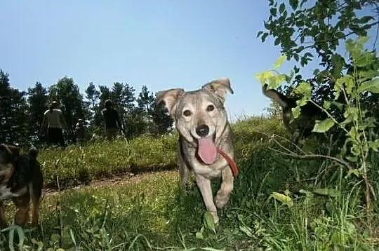 Fantastyczna Fiori poleca się do adopcji