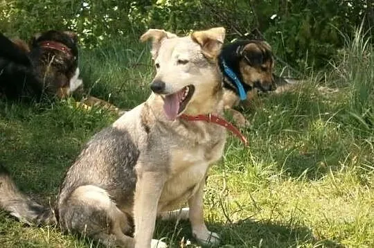 Fantastyczna Fiori poleca się do adopcji