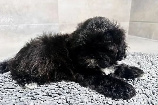 Shih Tzu czarna suczka Mamba