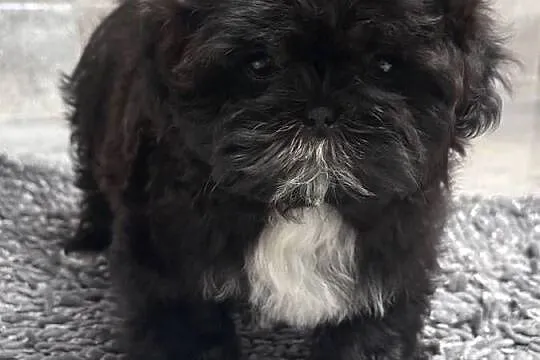 Shih Tzu czarna suczka Mamba, Śląskie, Kościelec