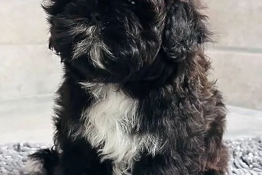 Shih Tzu czarna suczka Mamba, Śląskie, Kościelec