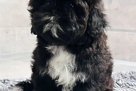 Shih Tzu czarna suczka Mamba, Śląskie, Kościelec