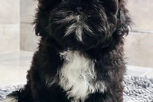 Shih Tzu czarna suczka Mamba, Śląskie, Kościelec