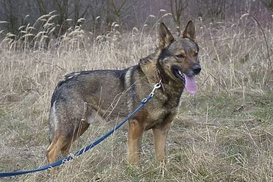 Aleks nie zaznał od człowieka ni krztyny dobroci__