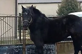 Klacz kara