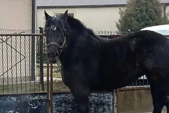 Klacz kara