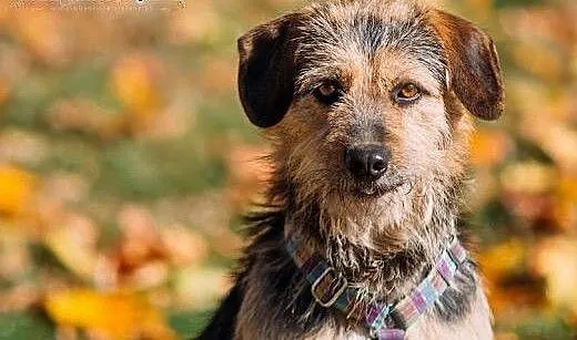 ANCYMON - młody i ENERGICZNY TERIER mix!, śląskie